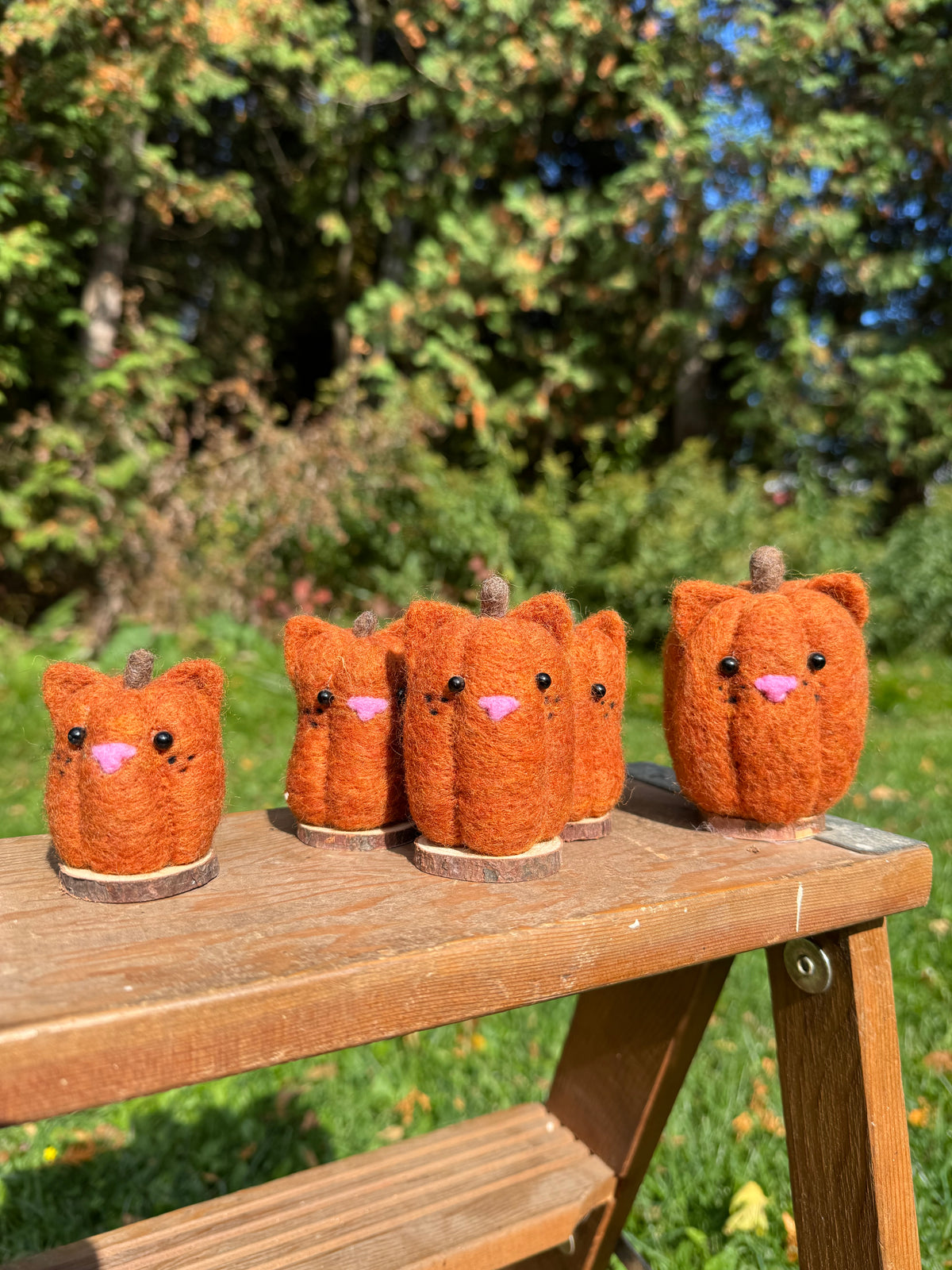 Pumpkin Cat