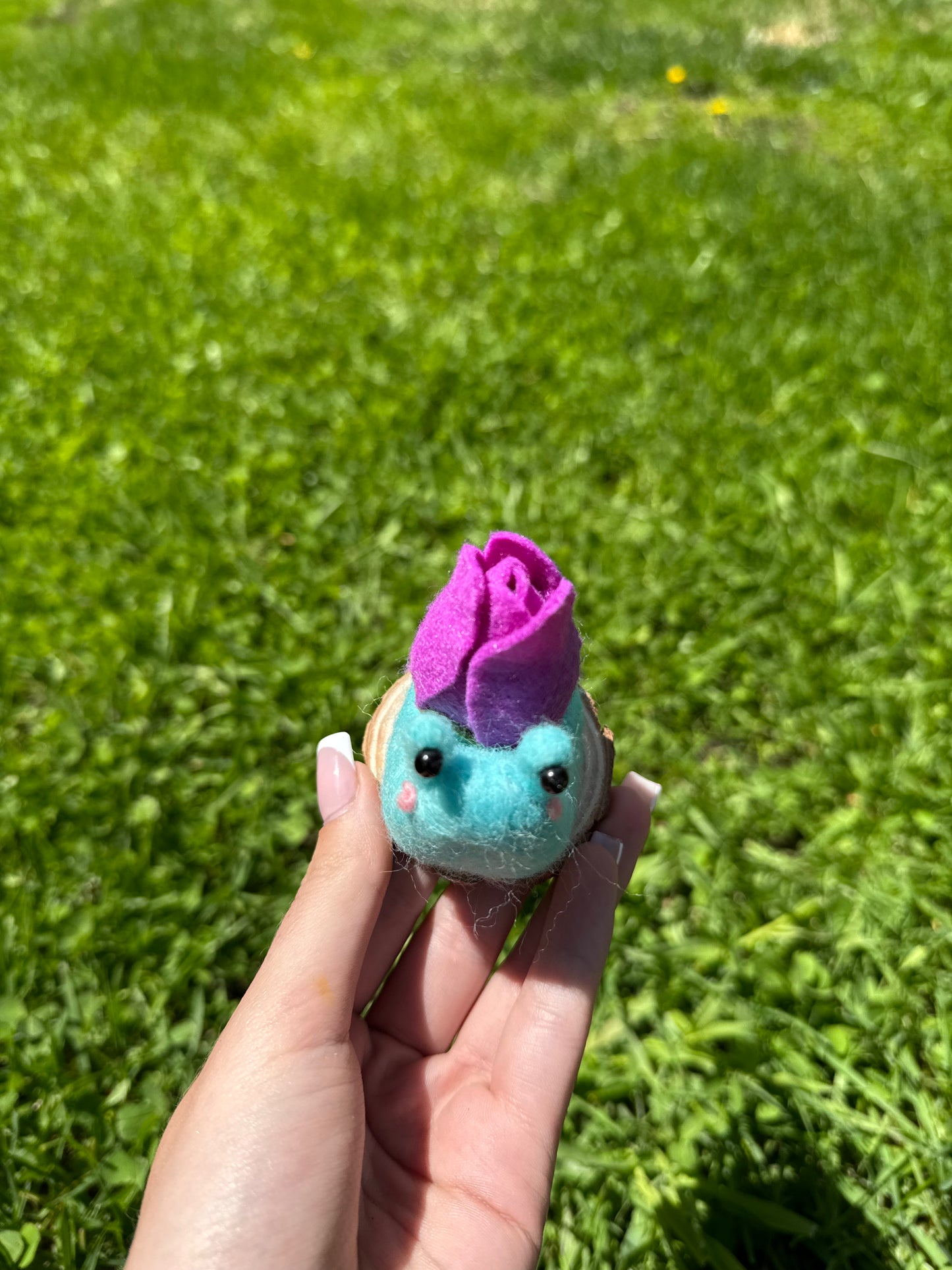 Tulip Snail