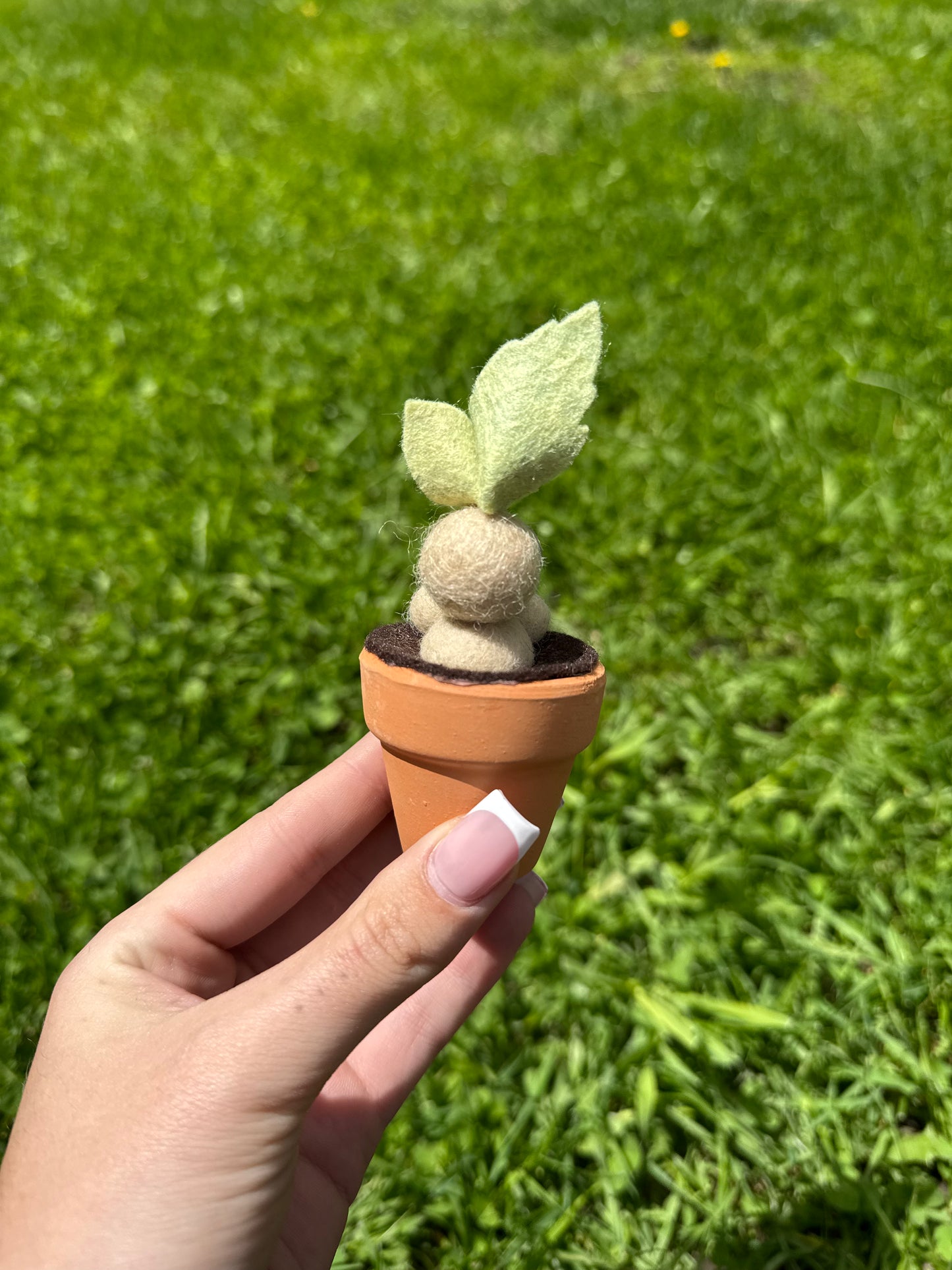 Mandrake