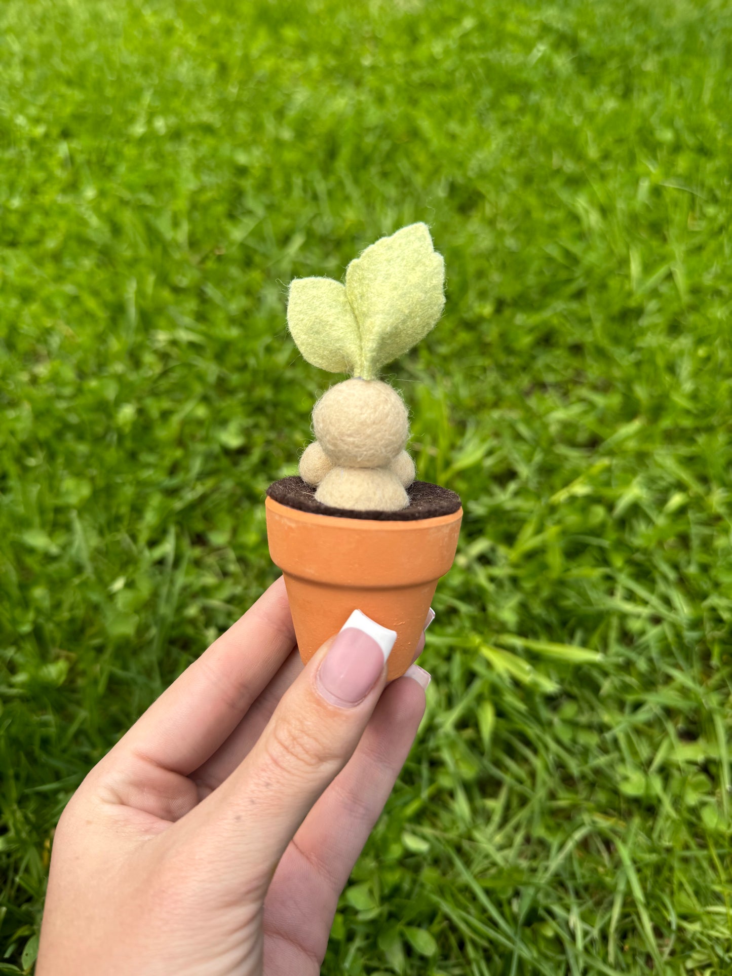 Mandrake