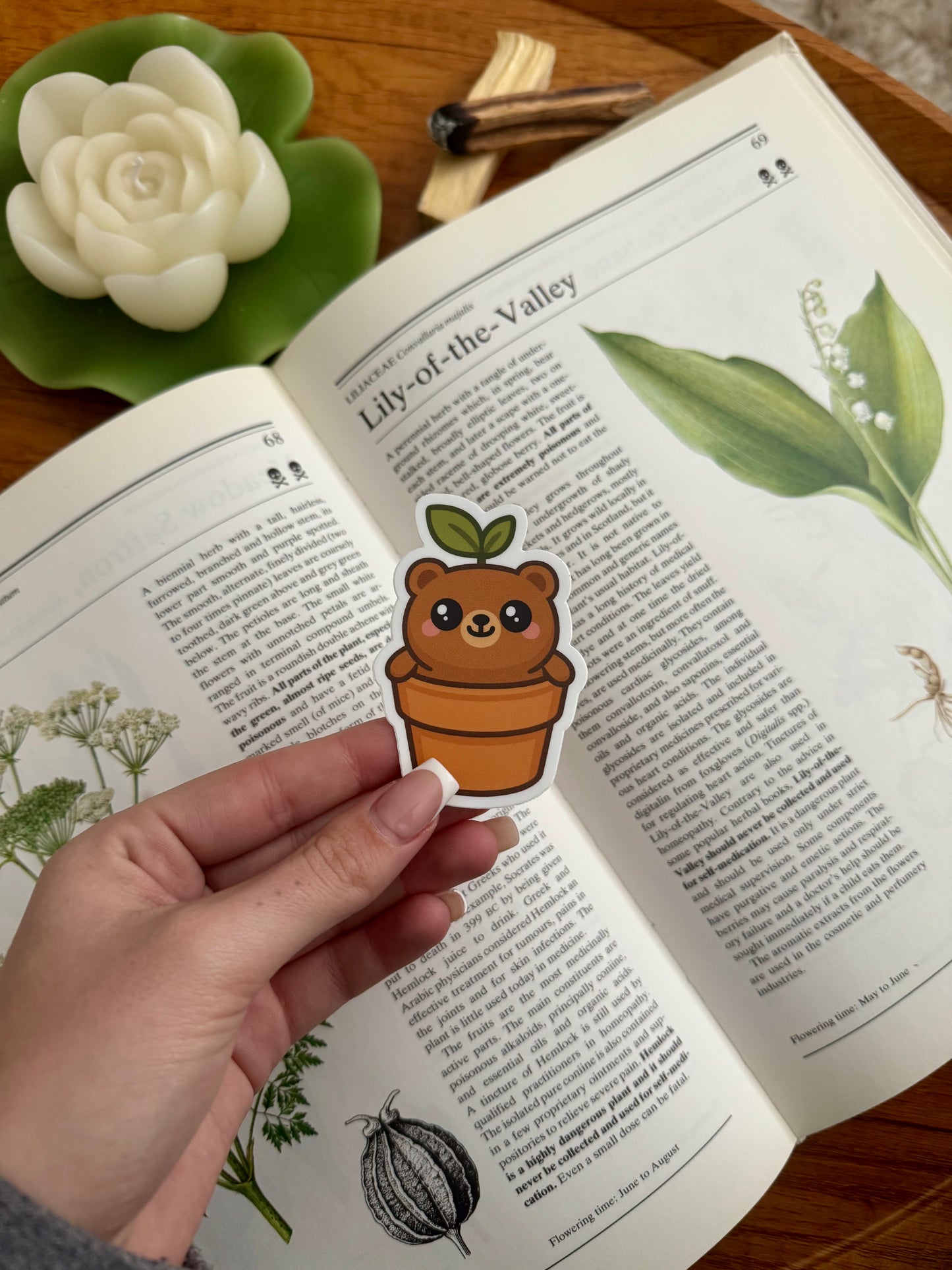 Sprout Bear Sticker