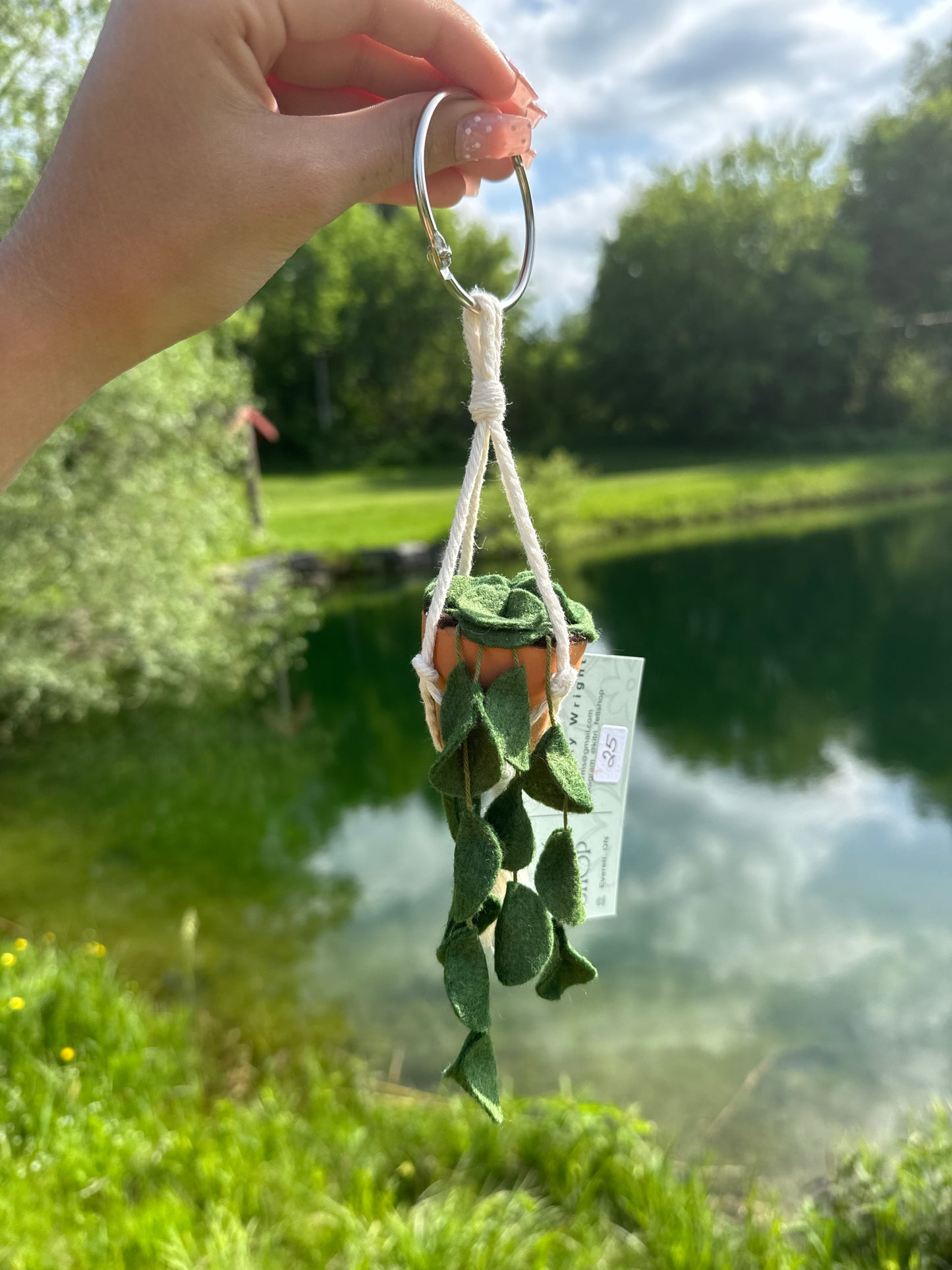 Hanging Plant
