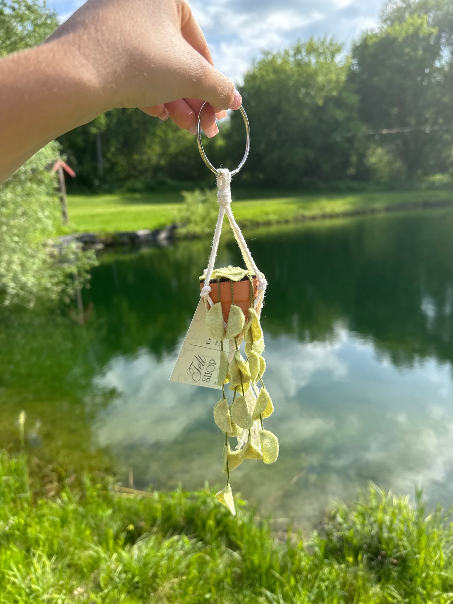 Hanging Plant