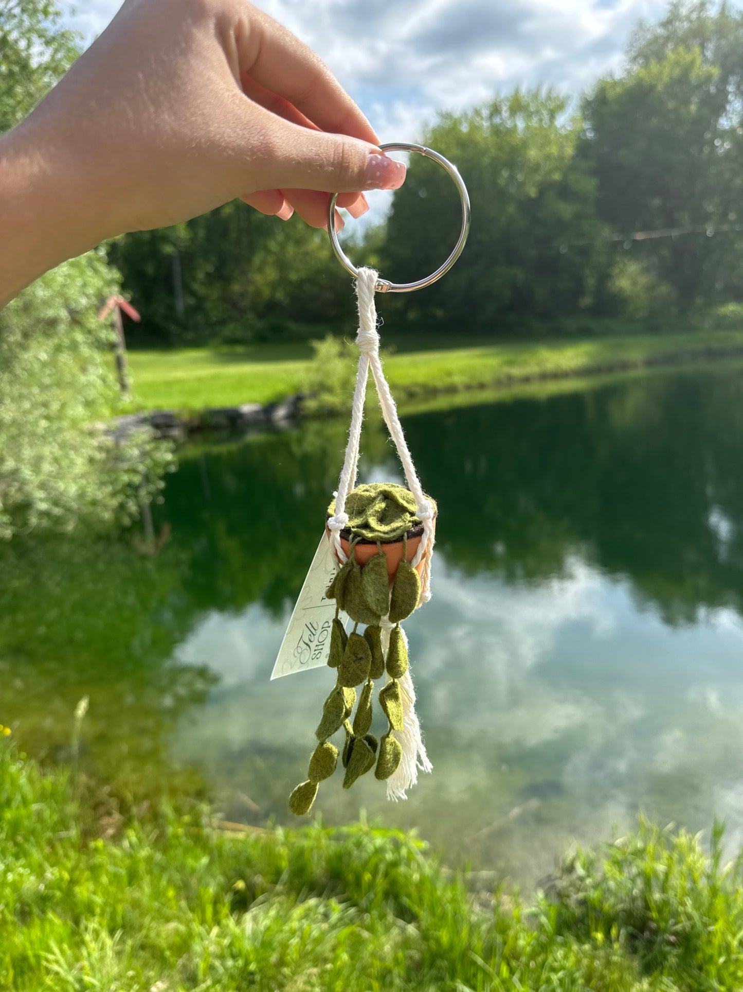 Hanging Plant