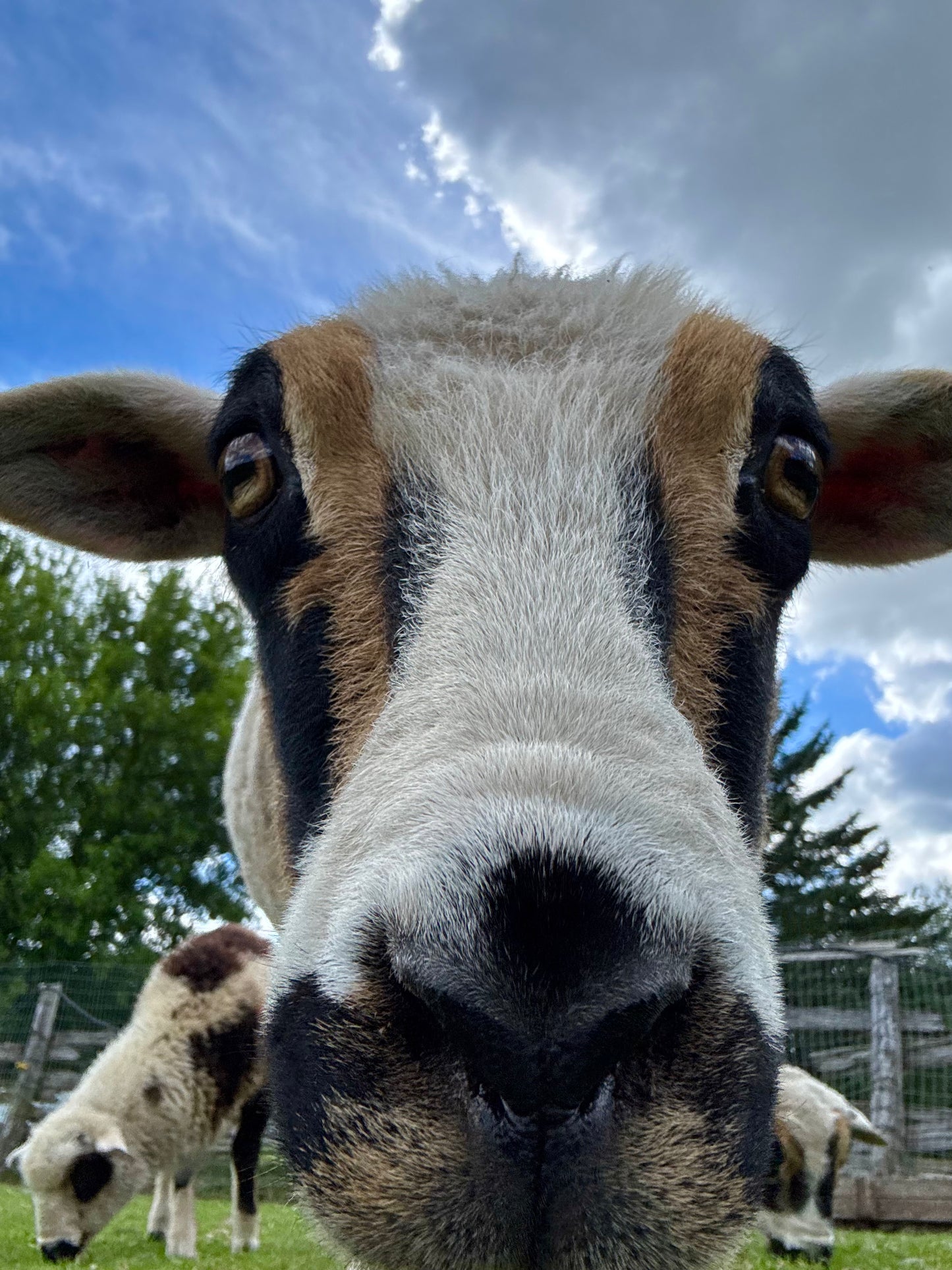August 1st-  1:00-3:30pm Sheep Needle Felting Class & Sheep Meet and GREET