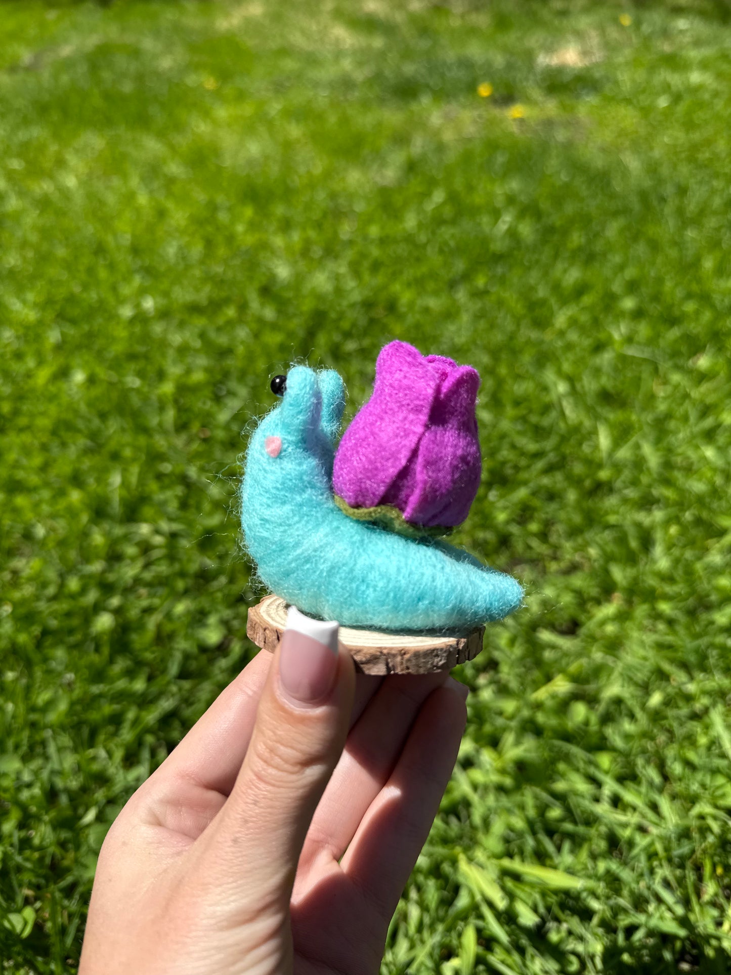 Tulip Snail