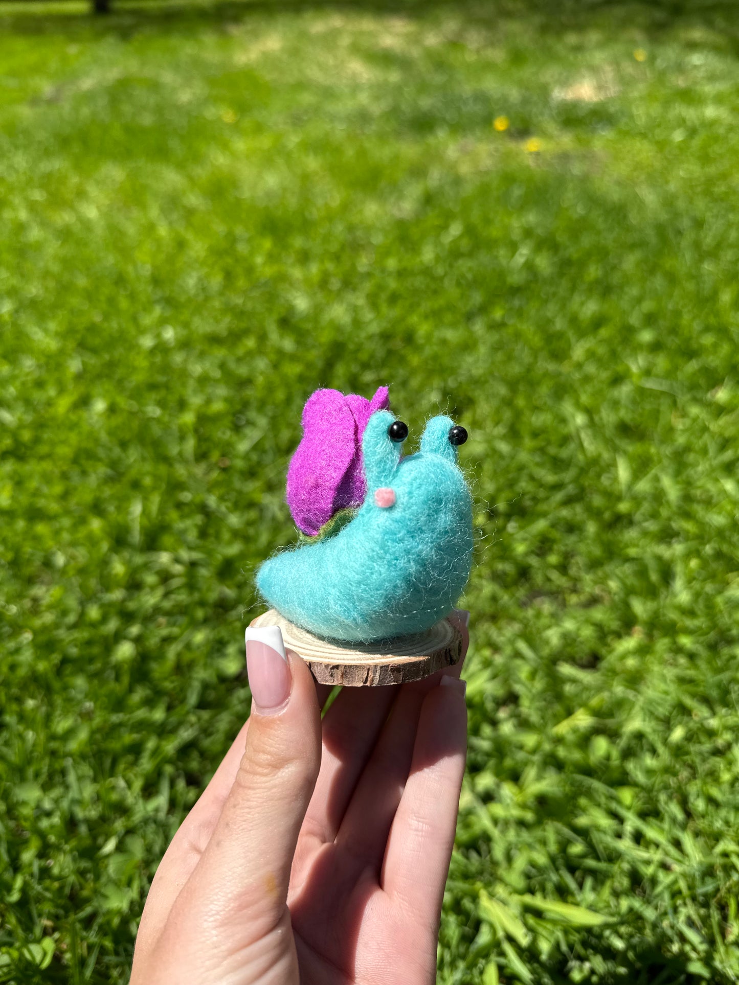 Tulip Snail
