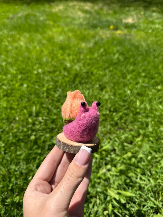 Tulip Snail
