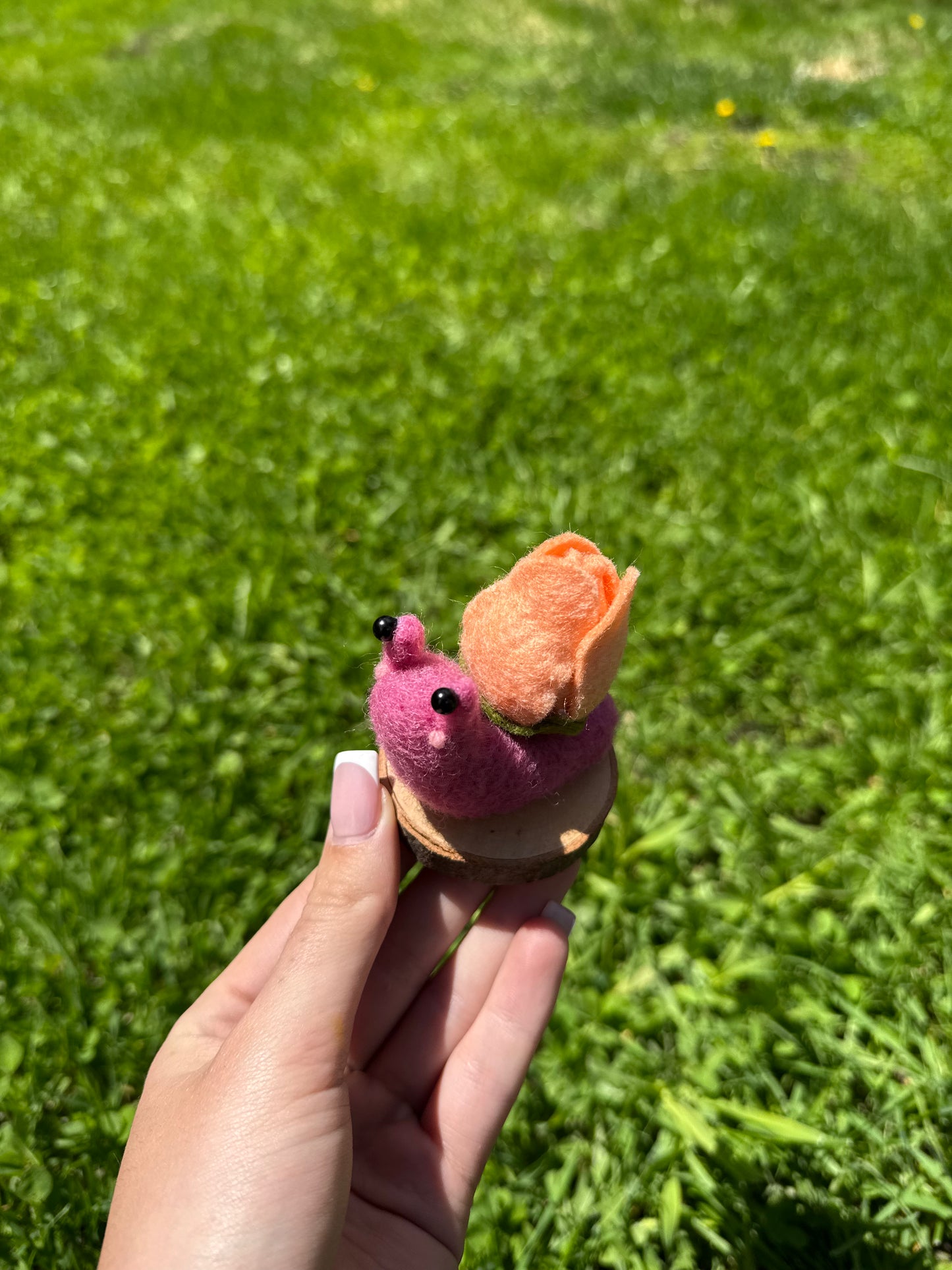 Tulip Snail