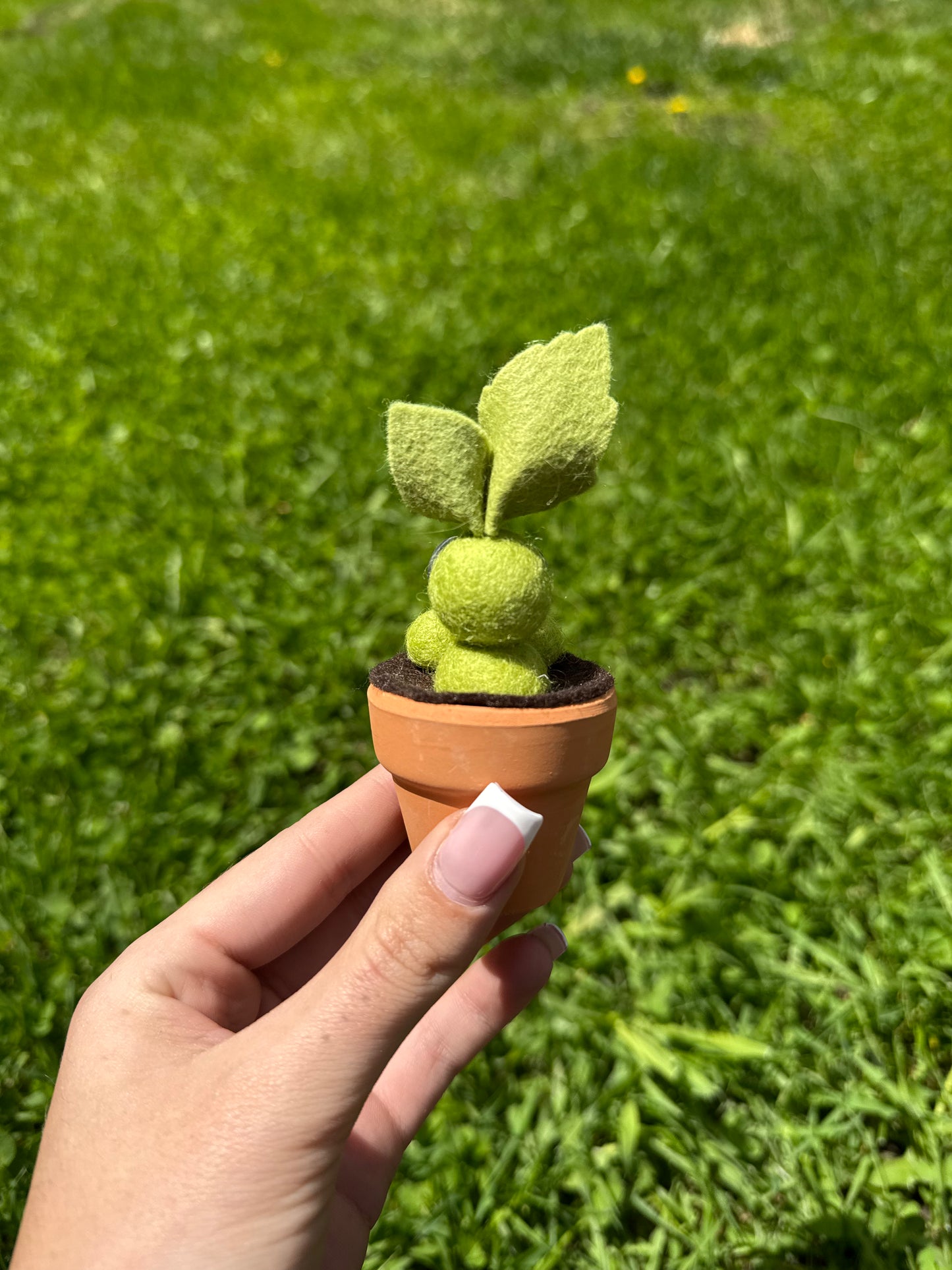 Mandrake