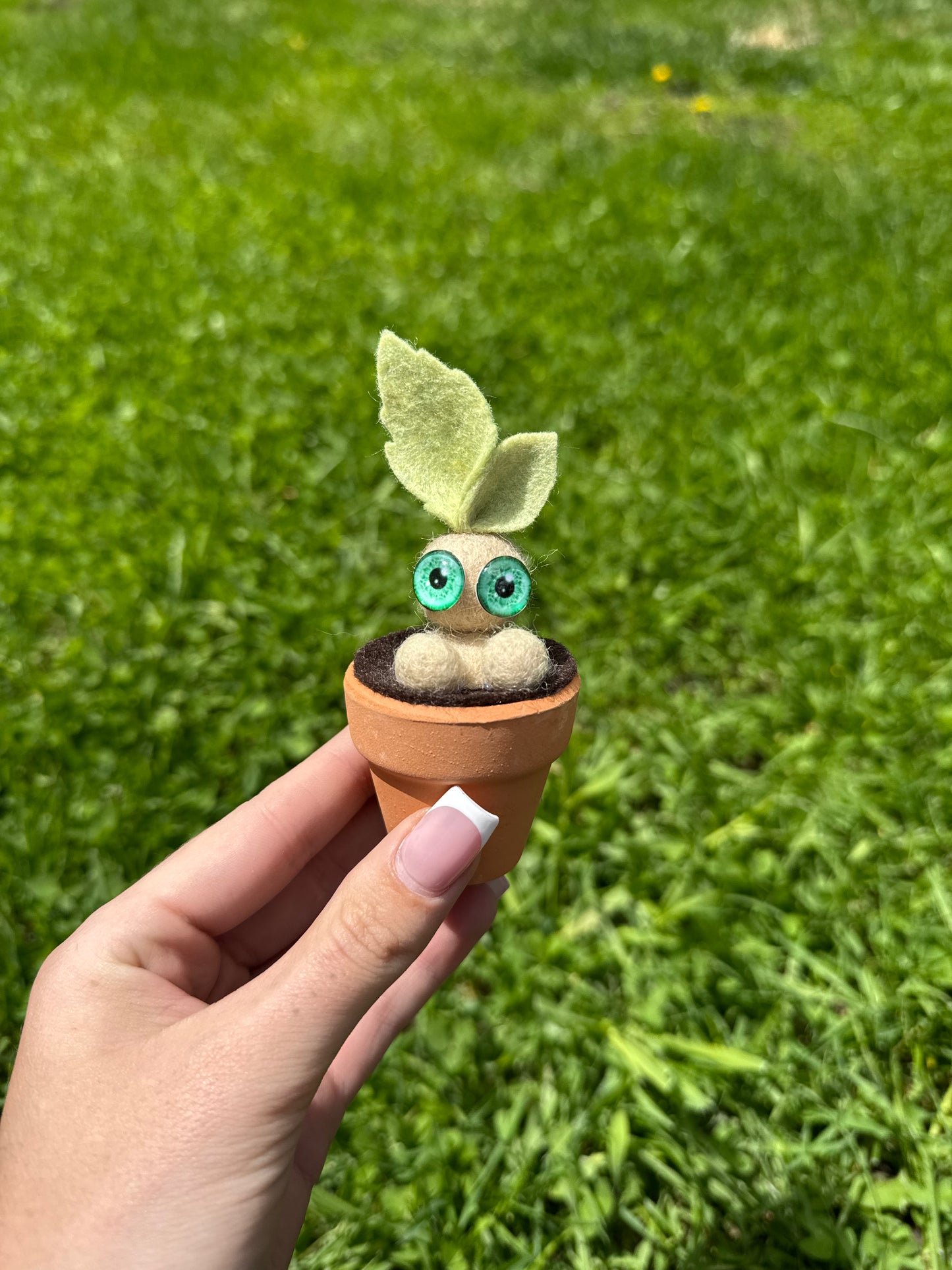 Mandrake