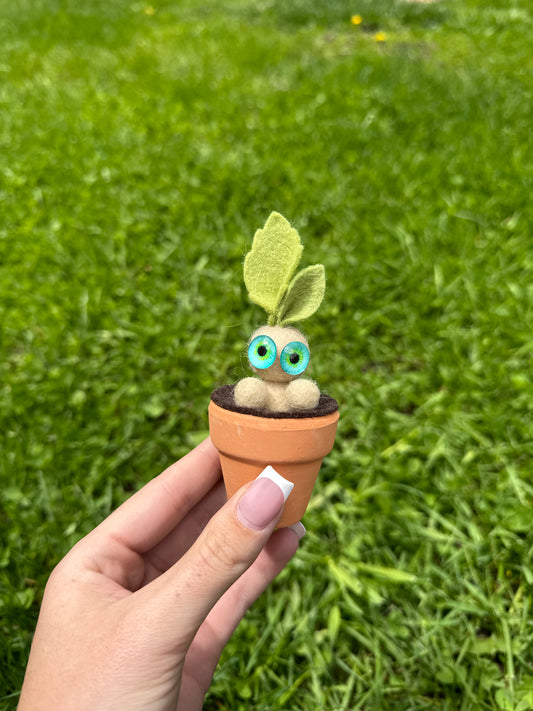 Mandrake