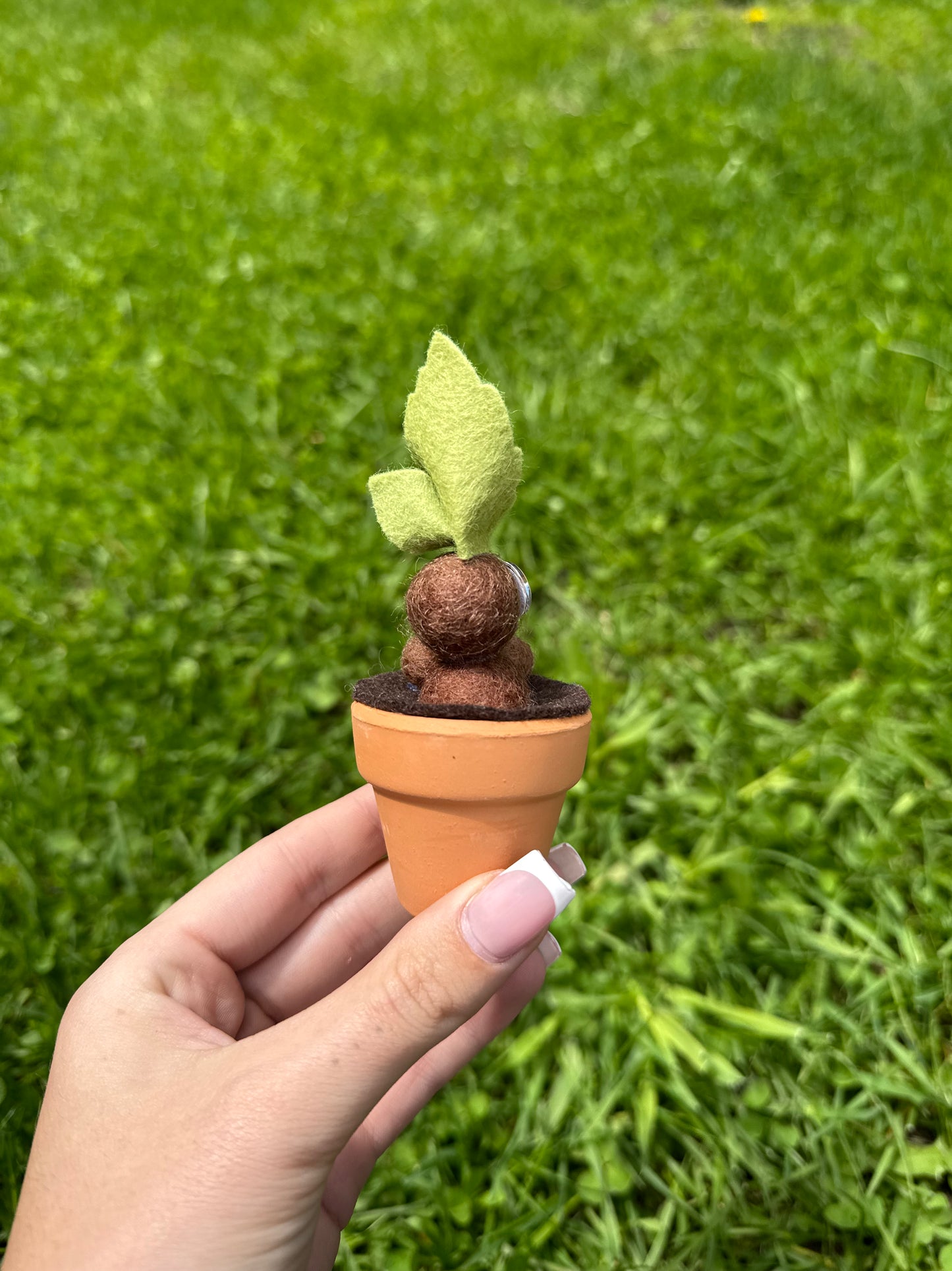 Mandrake