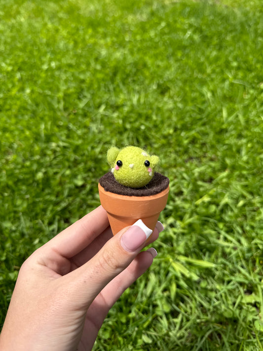 Light Green Cacti Pot