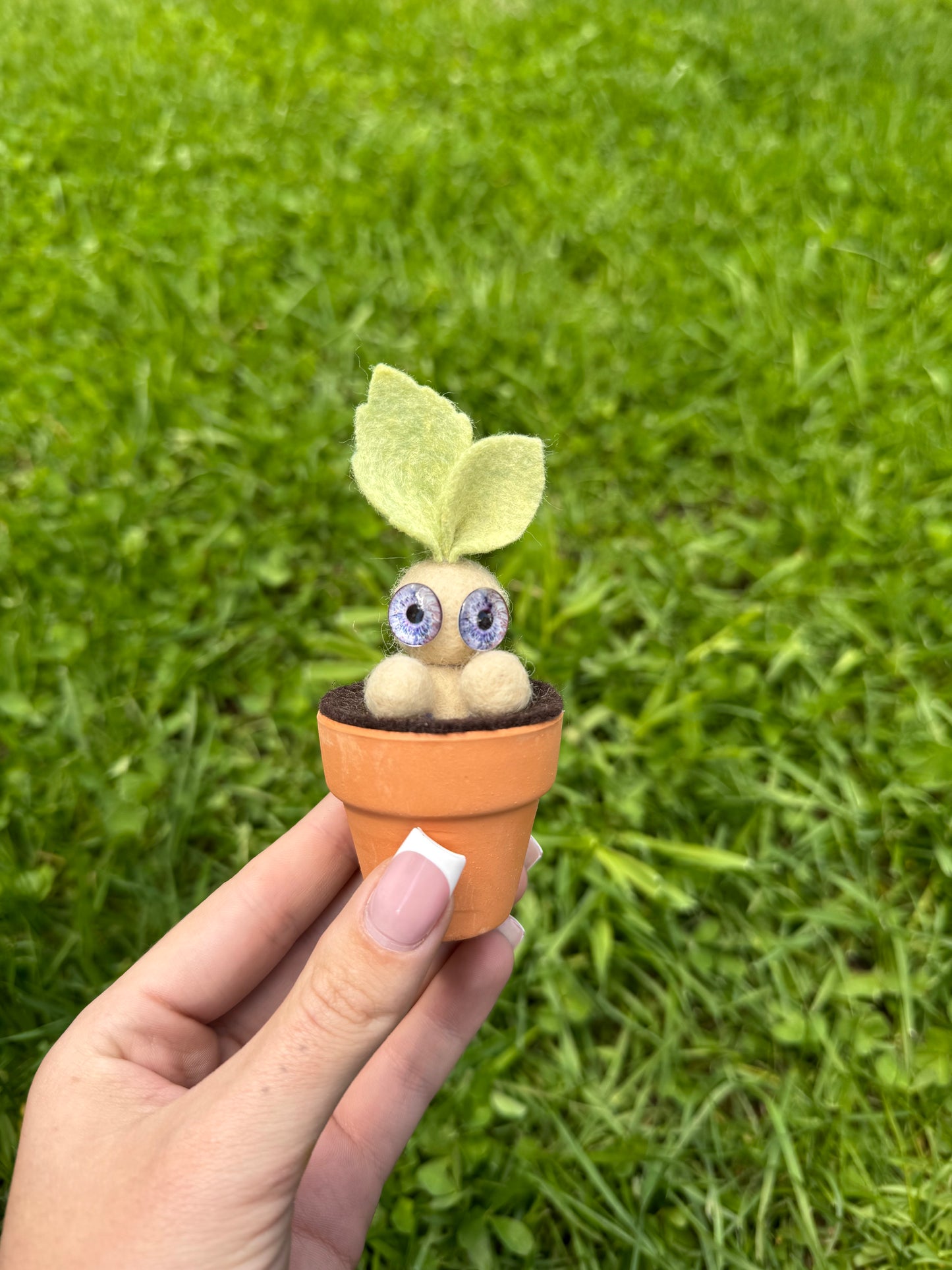 Mandrake