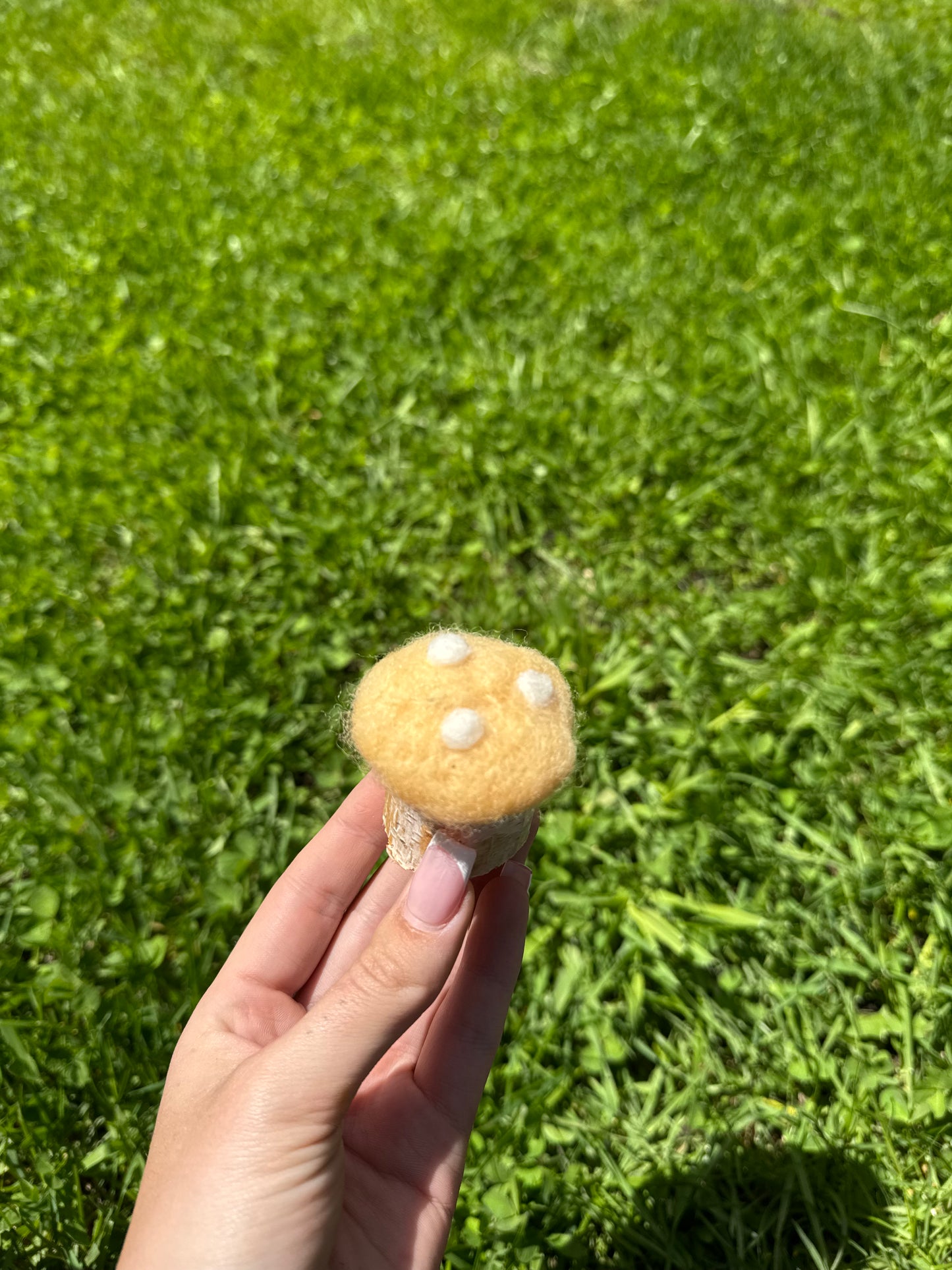Yellow Toadstool