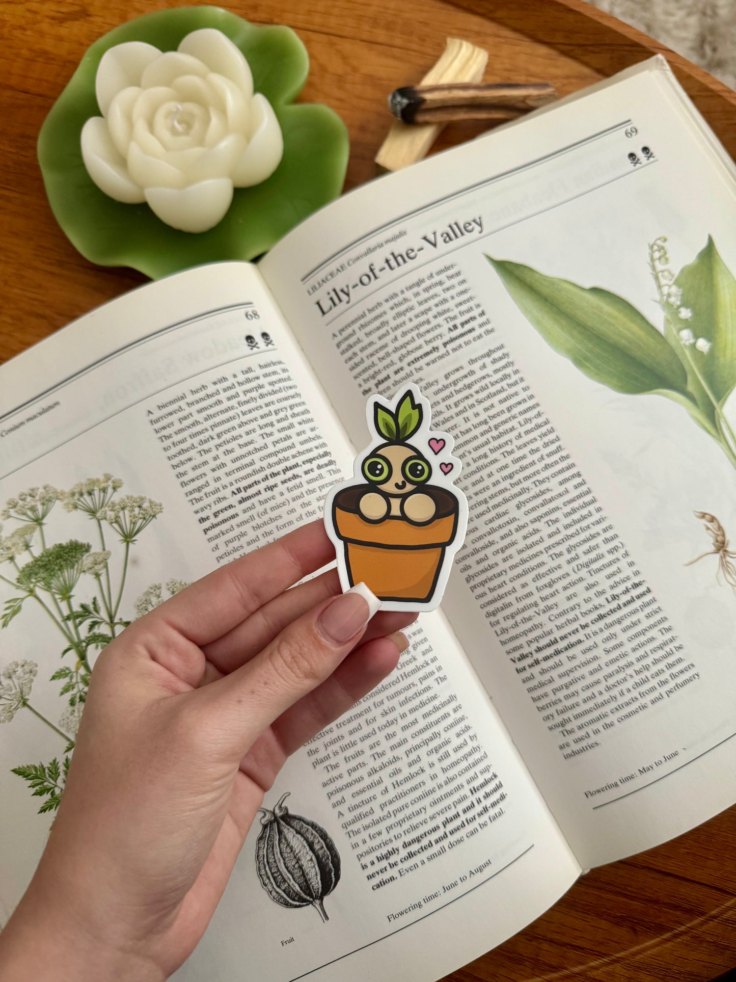 Mandrake Sticker